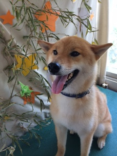 力ちゃん山形市ペットサロンわんニャンシャンプー