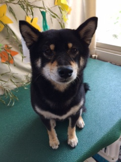 椿ちゃん山形市ペットサロンわんニャンシャンプー