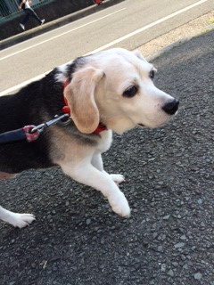 ハッピーちゃん山形市ペットホテルわんニャンシャンプー