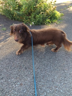 キララちゃん山形市ペットホテルわんニャンシャンプー