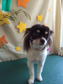 チョコちゃん山形市ペットサロンわんニャンシャンプー