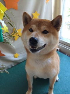 ラークちゃん山形市ペットサロンわんニャンシャンプー