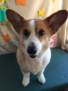 バンちゃん山形市ペットサロンわんニャンシャンプー