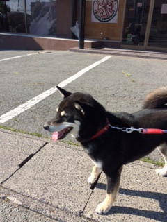 クロベエちゃん山形市ペットホテルわんニャンシャンプー