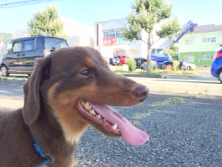 クゥちゃん山形市ペットホテルわんニャンシャンプー