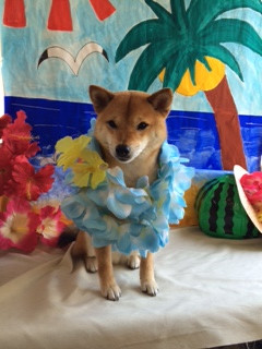 ちゃちゃ丸ちゃん山形市ペットサロンわんニャンシャンプー