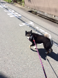 クロベエちゃん山形市ペットホテルわんニャンシャンプー