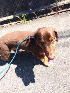 クゥちゃん山形市ペットホテルわんニャンシャンプー