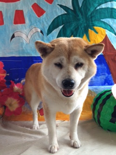 茶々ちゃんリンちゃん山形市ペットサロンわんニャンシャンプー