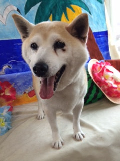 茶々ちゃんリンちゃん山形市ペットサロンわんニャンシャンプー