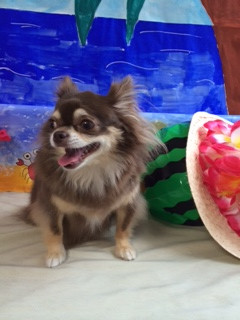 あんずちゃん山形市ペットサロンわんニャンシャンプー