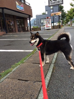 まるちゃん山形市ペットホテルわんニャンシャンプー