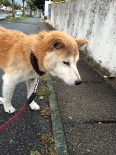 はなこちゃん山形市ペットホテルわんニャンシャンプー