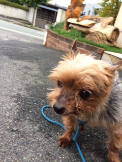 アンちゃん山形市ペットホテルわんニャンシャンプー