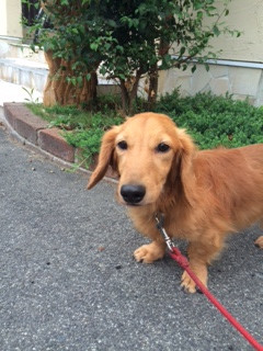 ロンちゃんトラちゃん山形市ペットホテルわんニャンシャンプー