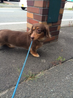 レオンちゃん山形市ペットホテルわんニャンシャンプー