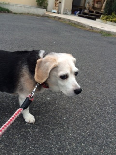 ハッピーちゃん山形市ペットホテルわんニャンシャンプー