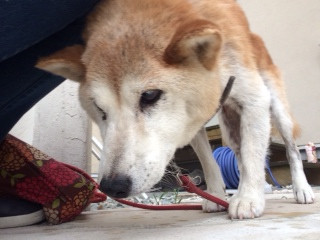 はなこちゃん山形市ペットホテルわんニャンシャンプー