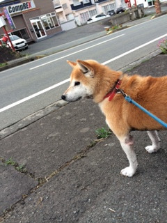 レンちゃん山形市ペットホテルわんニャンシャンプー