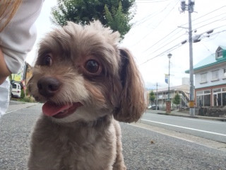 ケロロちゃん山形市ペットホテルわんニャンシャンプー