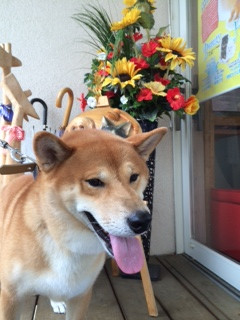 コロンブスちゃん山形市ペットサロンわんニャンシャンプー