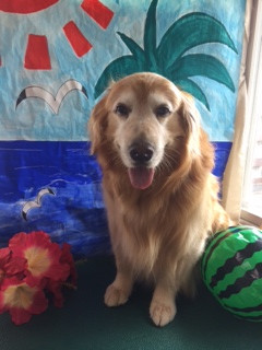 ひろまさちゃん山形市ペットサロンわんニャンシャンプー