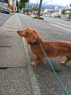 ロンちゃんトラちゃん山形市ペットホテルわんニャンシャンプー