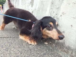 ロンちゃんトラちゃん山形市ペットホテルわんニャンシャンプー