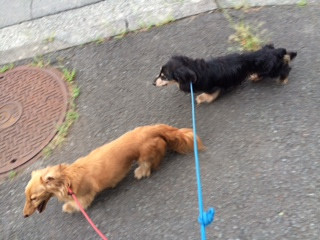 リンダちゃんジャッキーちゃん山形市ペットホテルわんニャンシャンプー