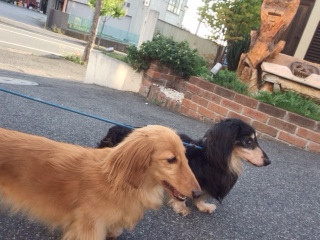 ジャッキーちゃんリンダちゃん山形市ペットホテルわんニャンシャンプー