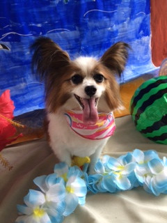 チップちゃん山形市ペットサロンわんニャンシャンプー