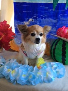 はっぴぃちゃん山形市ペットサロンわんニャンシャンプー