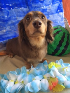 レオンちゃん山形市ペットホテルわんニャンシャンプー