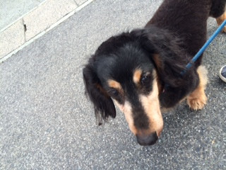 ロンちゃんトラちゃん山形市ペットホテルわんニャンシャンプー