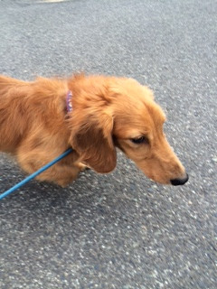 ロンちゃんトラちゃん山形市ペットホテルわんニャンシャンプー