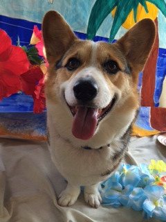 ヒロちゃん山形市ペットサロンわんニャンシャンプー