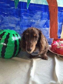 ジェイちゃん山形市ペットサロンわんニャンシャンプー