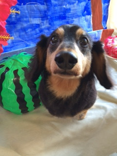 ロンちゃんトラちゃん山形市ペットホテルわんニャンシャンプー