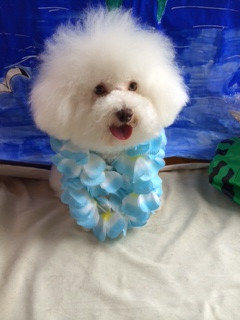 シロップちゃん山形市ペットサロンわんニャンシャンプー