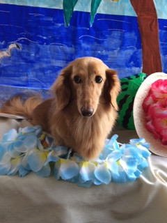 ラムちゃん山形市ペットサロンわんニャンシャンプー