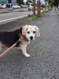 ハッピーちゃん山形市ペットホテルわんニャンシャンプー