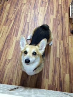 サスケちゃん山形市ペットホテルわんニャンシャンプー