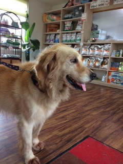 トフィちゃん山形市ペットホテルわんニャンシャンプー