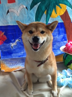 モモちゃん山形市ペットサロンわんニャンシャンプー