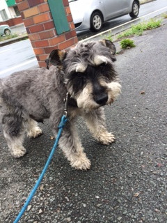 ピースちゃん山形市ペットホテルわんニャンシャンプー