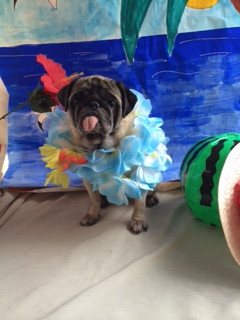 ブッチャーちゃん山形市ペットサロンわんニャンシャンプー