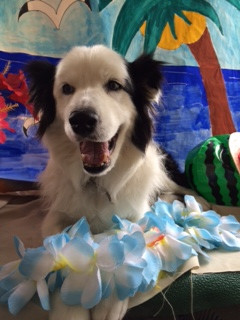 オスカーちゃん山形市ペットサロンわんニャンシャンプー