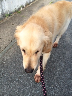 トフィちゃん山形市ペットホテルわんニャンシャンプー