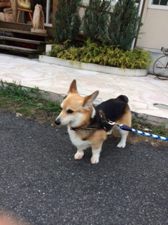 サスケちゃん山形市ペットホテルわんニャンシャンプー