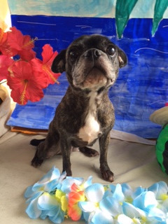 チョコちゃんパボちゃん山形市ペットサロンわんニャンシャンプー